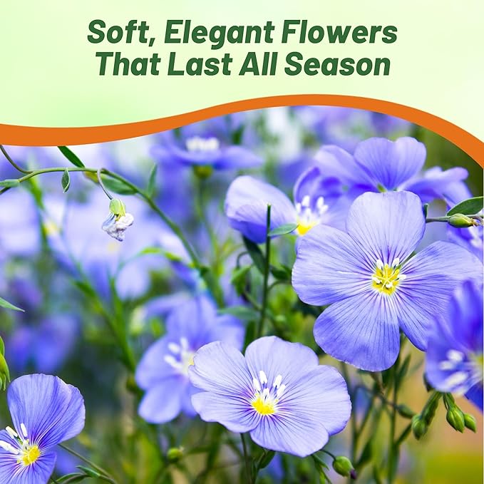 Outsidepride Blue Flax Seeds - 1/4 lb Perennial Flower Seeds for Planting, Self-Seeding, Drought-Tolerant w/Compact Growth, Ideal for Small Gardens, Meadows, Borders, or Mass Plantings