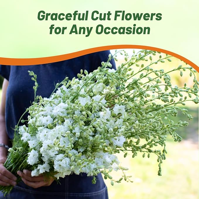 Outsidepride Delphinium White Larkspur Seeds for Planting Outdoors - 1000 Pcs Annual, Self-Seeding, Heat & Drought Tolerant Wildflower Seed, Colorful Blooms for Flower Arrangement & Pollinator Garden