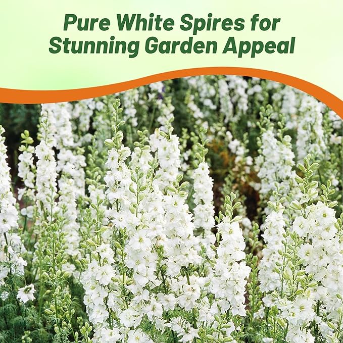 Outsidepride Delphinium White Larkspur Seeds for Planting Outdoors - 1000 Pcs Annual, Self-Seeding, Heat & Drought Tolerant Wildflower Seed, Colorful Blooms for Flower Arrangement & Pollinator Garden