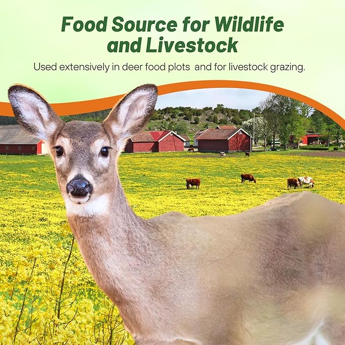 Outsidepride Trophy Forage Rape Seed - 10 Lbs Heat, Cold & Drought-Tolerant Brassica Food Plot Seed, Ideal for for Deer & Livestock Grazing, Fall Planting, Soil Improvement, & Erosion Control