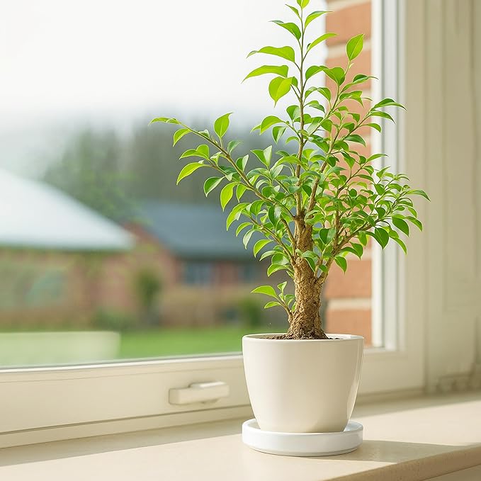 D'vine Dev Modern Round 5.4 Inch Ceramic Plant Pot Saucer, Planter Pot Drainage Tray for Indoor Plants, Matte White, 97-T-A-2