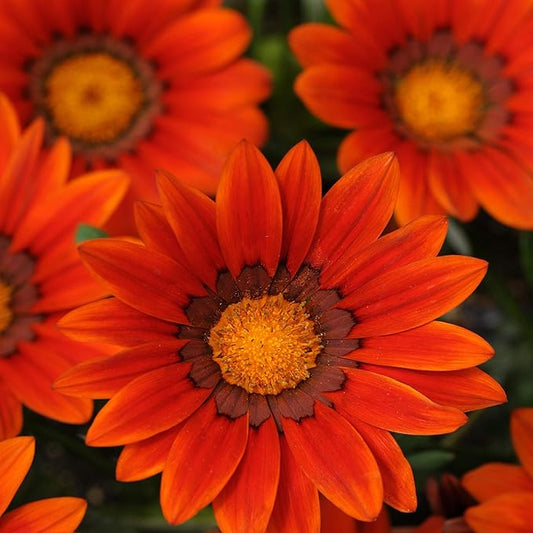 Outsidepride New Day Bronze Gazania Seeds for Planting – 50 Pcs Perennial, Low-Maintenance, Drought-Tolerant Ground Cover Seeds for Vibrant Summer & Fall Flowers, Great for Outdoor Gardens