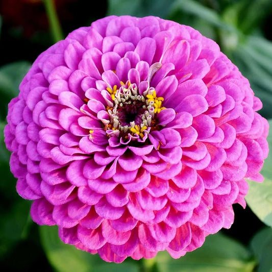 Eden Brothers Zinnia Seeds - Benary Giant Lilac