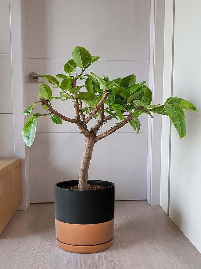 D'vine Dev Set of 2 Plants Pot, 10 Inch Ceramic Planter Pot for Plants with Drainage Hole and Saucer, Black/Speckled Tan, 94-V-E-7