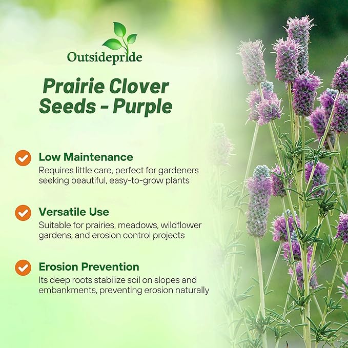 Outsidepride Purple Prairie Clover Seeds - 1000 Pcs Perennial Seeds for Planting, Easy to Grow, Drought & Heat Tolerant, High Protein Forage for Livestock, Ideal for Meadow Gardens, & Xeriscaping
