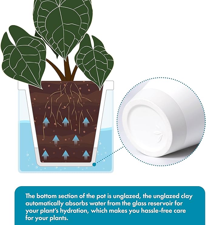 D'vine Dev 6 Inch Design Self Watering Planter for Indoor Plants, White Terracotta Pots with Cylinder Glass Cup, Set of 2, 37-Y-B-2