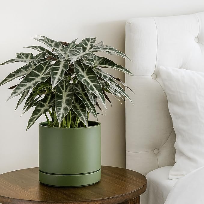 Phoenix Vine 8 Inch Planter Pot with Drainage Hole & Saucer, Deep Water Catch Tray, Straight Cylindrical Round Pot for Plants, Olive, Pack of 1, 23-F-T-1