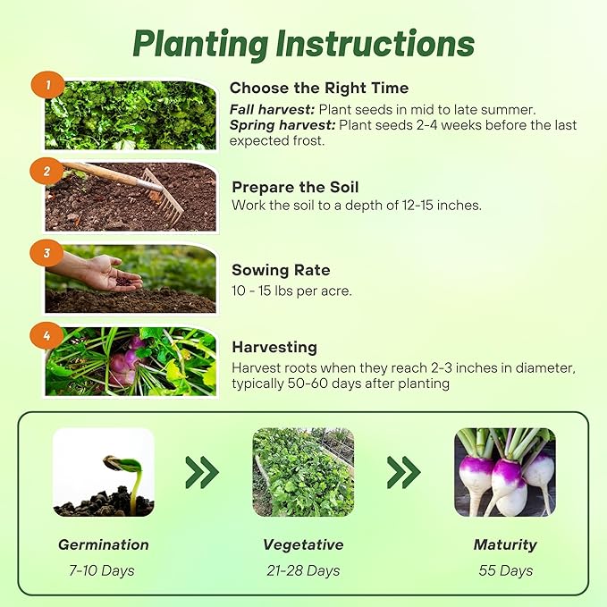 Outsidepride Purple Top Turnip Seeds - 5 Lbs High-Yield, High Protein Turnip Seed, Ideal Cover Crop, for Forage, Grazing Livestock, High Energy Deer Food Plot & Soil Improvement