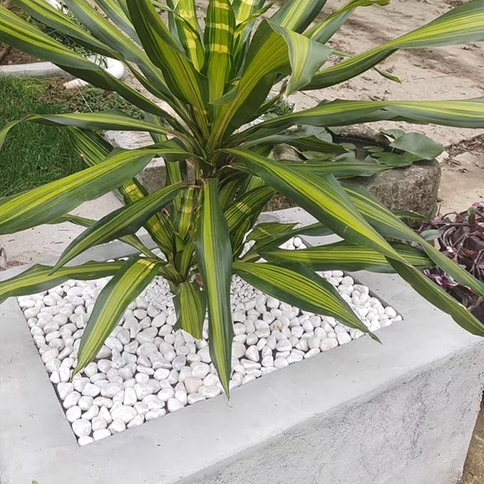 20 lbs White Stones for Landscaping, 1-2 Inch Pebbles Decorative River Rocks for Plants Indoor, Vases, Aquariums Gravel, Crafting and Garden