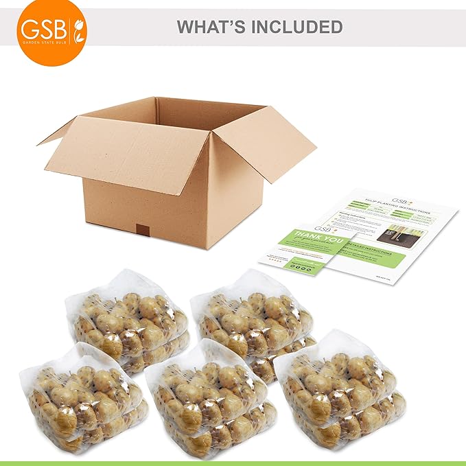 Garden State Bulb Double Late Double Dutch Mix Tulip Flower Bulbs, 12/+ cm, Fall Planting (Bag of 250)