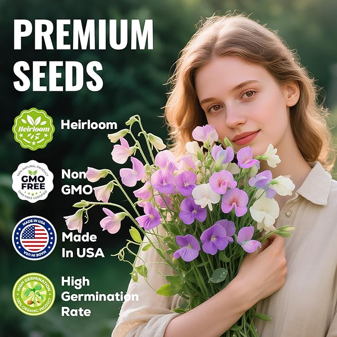 Sweet Pea Seeds 200 Seeds - Non-GMO Heirloom Organic Seeds Brightly Colored Flowering Vines for Pergolas, Flower Beds, Balconies and Patios