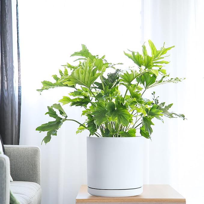 D'vine Dev Set of 2 Plants Pots, 10 Inch Ceramic Planter Pot for Plants with Drainage Hole and Saucer, White, 94-V-E-1