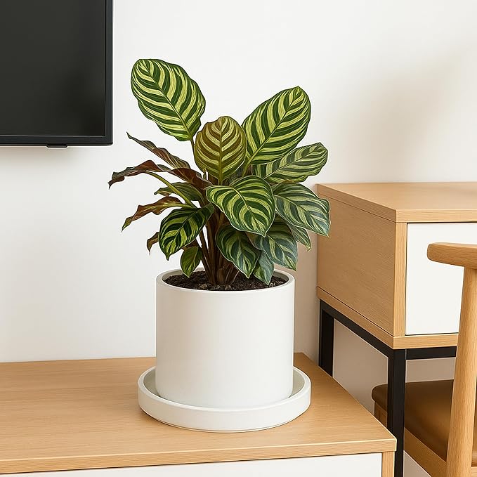 D'vine Dev Modern Round 8.7 Inch Ceramic Plant Pot Saucer, Planter Pot Drainage Tray for Indoor Plants, Matte White, 97-T-A-4