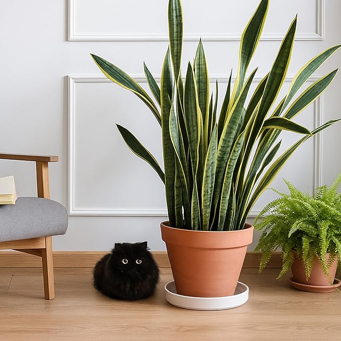 D'vine Dev Modern Round 8.7 Inch Ceramic Plant Pot Saucer, Planter Pot Drainage Tray for Indoor Plants, Matte White, 97-T-A-4