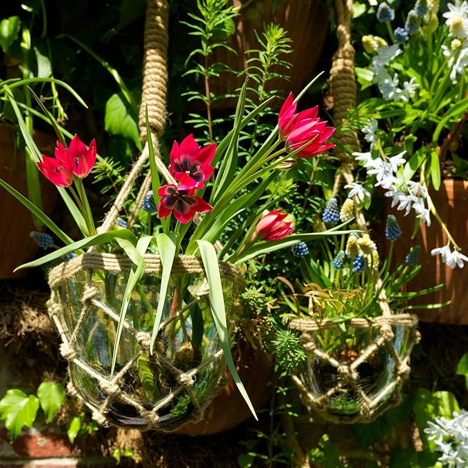 Garden State Bulb Batalinii Little Beauty Tulip Flower Bulbs, 6/+cm, Fall Planting (Bag of 50)