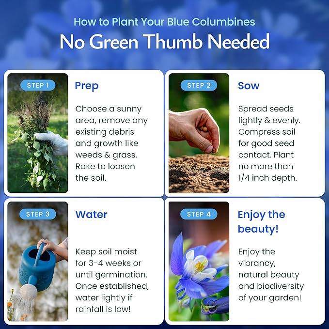 Created By Nature Blue Columbine Flower Seeds, 2,400 Perennial Seeds, Colorado State Flower