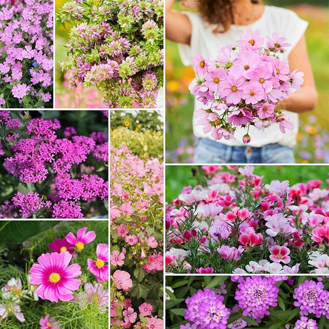 Eden Brothers Pretty in Pink Wildflower Mixed Seeds for Planting, 5 lb, 2,400,000+ Seeds with Candytuft, Rose Mallow | Attracts Pollinators, Plant in Spring or Fall, Zones 3, 4, 5, 6, 7, 8, 9, 10
