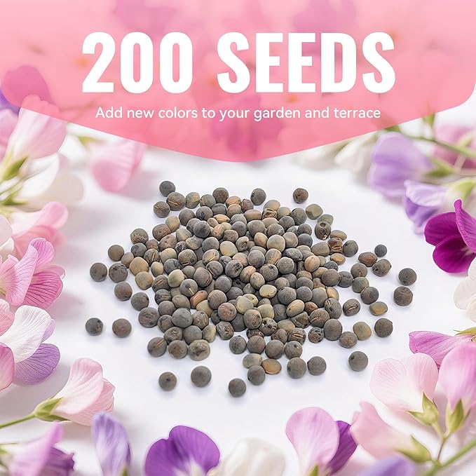 Sweet Pea Seeds 200 Seeds - Non-GMO Heirloom Organic Seeds Brightly Colored Flowering Vines for Pergolas, Flower Beds, Balconies and Patios