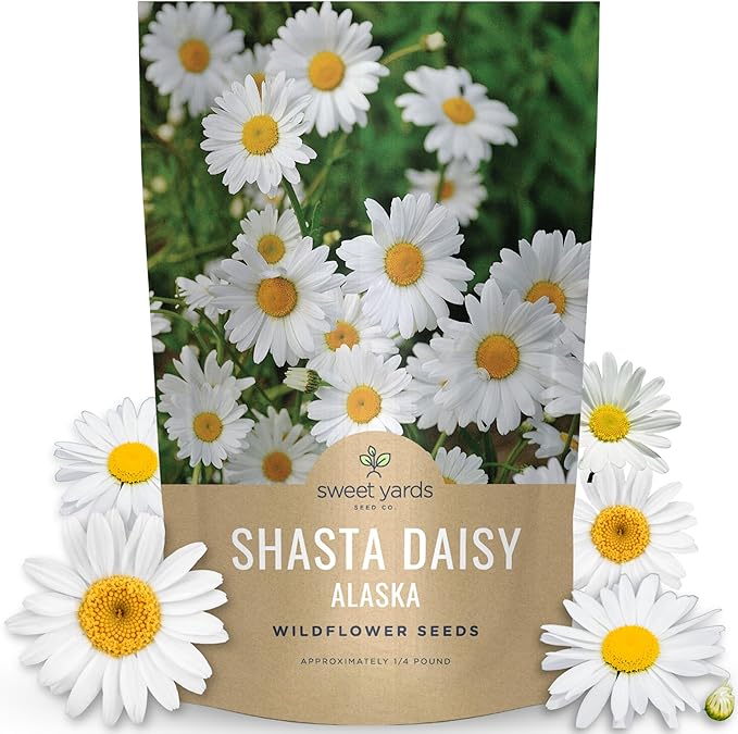 Shasta Daisy Alaska - Bulk 1/4 Pound Pouch - 100,000 Flower Seeds for Planting - Leucanthemum × superbum