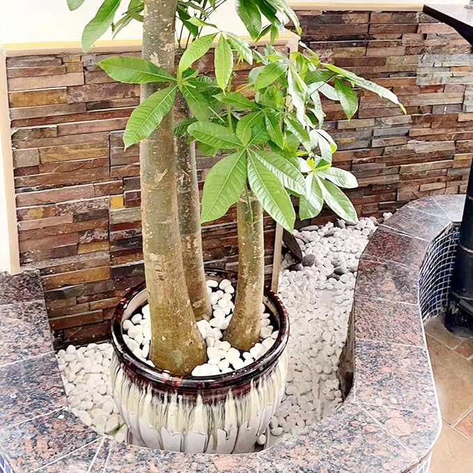 20 lbs White River Rocks for Landscaping, 0.5-1 Inch Pebbles for Indoor Plants, Decorative Stones for Succulent, Cactus, Vases, Aquariums, Crafting and Garden