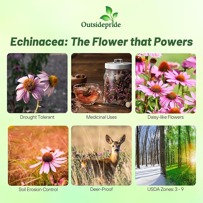 Outsidepride Purple Echinacea Coneflower Seeds - 1/4 lb Perennial, Deer-Proof & Drought Tolerant Flower Seeds with Daisy-Like Blooms for Pollinator-Friendly Gardens, Borders, & Meadows