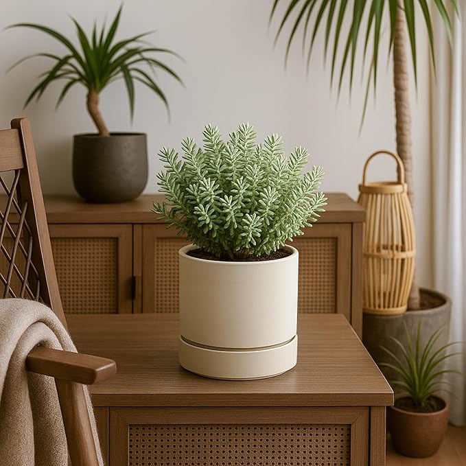 Phoenix Vine 6 Inch Planter Pot with Drainage Hole & Saucer, Deep Water Catch Tray, Straight Cylindrical Round Pot for Plants, Oatmeal, Pack of 1, 23-E-S-1