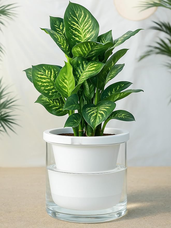 D'vine Dev 10 Inch Design Self Watering Planter for Indoor Plants, White Terracotta Pots with Cylinder Glass Cup, 37-X-D-2