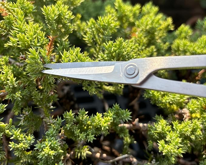 Bonsai Scissors By The Bonsai Supply- Stainless Steel