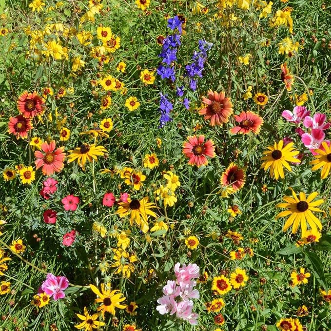 Outsidepride Mountain Wild Flower Seed Mix - 1/4 lb Premium Blend of Annual & Perennial Wildflower Seeds for High-Elevation, USDA Zones 3-8, Ideal for Mountain Gardens, Low-Maintenance & Easy to Grow