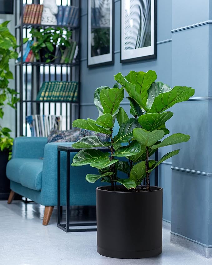 D'vine Dev 2 Pack 12 Inch Modern Plastic Plant Pots, Small Garden Planters for Plant with Drainage Holes and Saucers, Black Color, 74-Y-P-1