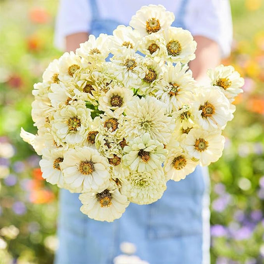Eden Brothers Zinnia Seeds - Cactus Snowman, Non-GMO Seeds for Planting, 1/4 lb | Low-Maintenance Flower Seeds, Plant During Spring, Zones 3, 4, 5, 6, 7, 8, 9, 10