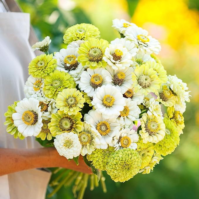 Eden Brothers Zinnia Seeds - Fresh Mix, Non-GMO Seeds for Planting, Packet | Low-Maintenance Flower Seeds, Plant During Spring, Zones 3, 4, 5, 6, 7, 8, 9, 10