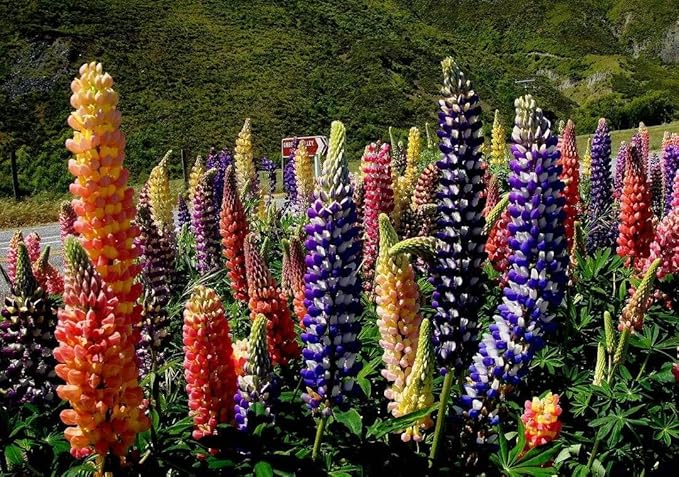 2000 Russell Lupine Seeds for Planting, Perennial Wildflower Seed Mix, Lupinus Polyphyllus Flowers Seeds, Ideal for Garden Borders, Pollinator Friendly
