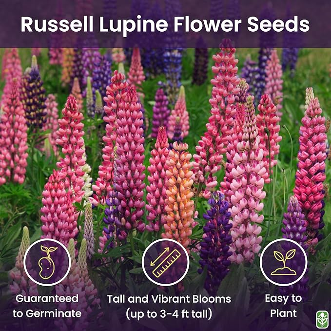 Russell Lupine Seeds Perennial - Grows 40" Tall - Perennial Wildflowers for Winter & Fall Planting - Grown in The USA - 100 Mixed Russell Lupine Seeds for Planting