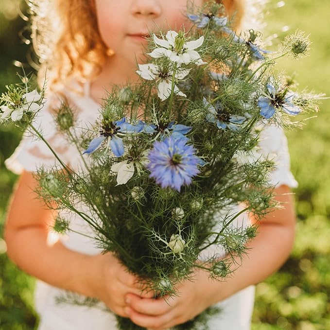 Love-in-a-Mist - 250 Seeds - Heirloom & Open-Pollinated Variety, Non-GMO Pollinator-Friendly Flower Seeds for Planting Outdoors in The Home Garden, Thresh Seed Company