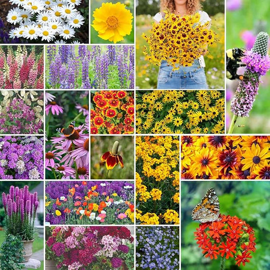 Eden Brothers All Perennial Wildflower Mixed Seeds for Planting, 10 lb, 4,800,000+ Seeds with Lupine, Shasta Daisy | Attracts Pollinators, Plant in Spring or Fall, Zones 3, 4, 5, 6, 7, 8, 9, 10