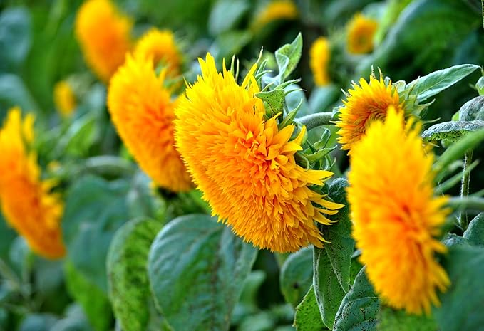 Seeds Fluffy Sunflower Teddy Bear 20 Seeds for Growing Dwarf 20-30” Tall Annual Plant Double Sunflower Pom-Pom Sunflower