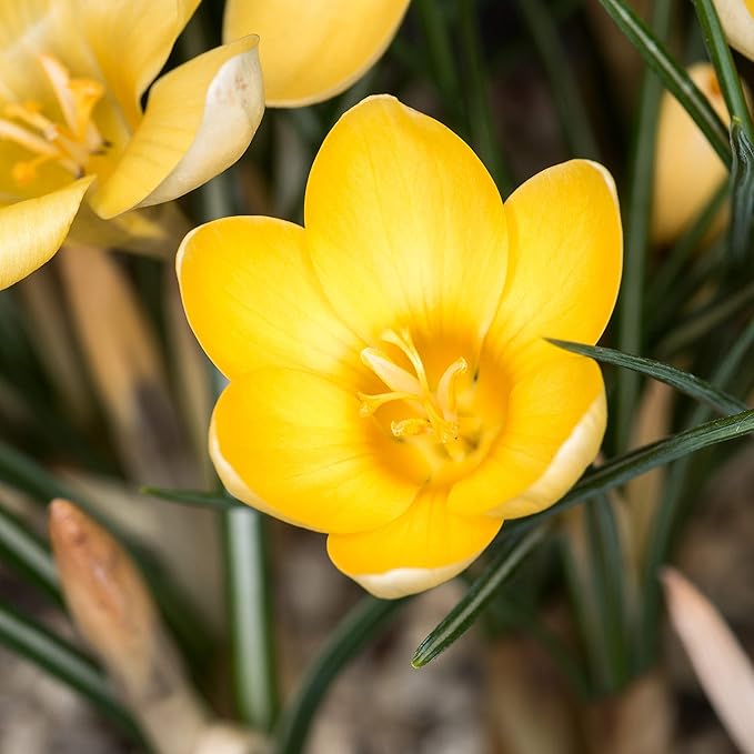 Easy to Grow Crocus Goldilocks 20 Plant Bulbs - Golden Yellow Flowers in Late Winter to Spring, Full Sun Outdoor Zones 3-8
