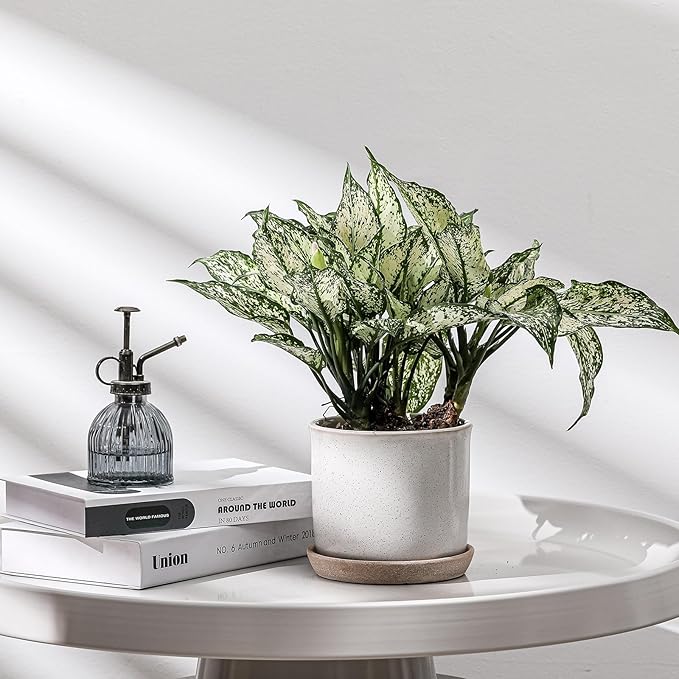 5.8 Inch Plant Pot: Ceramic Planter with Drainage Hole & Saucer for Indoor Outdoor Plants - Flowerpot with Bonded Tray for Home Office - Retro Style, Grey