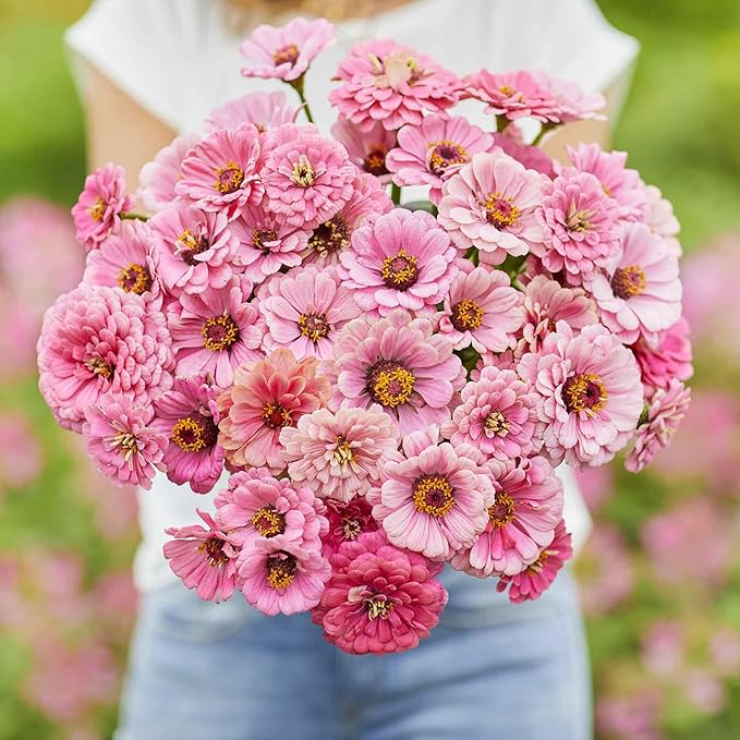 Eden Brothers Zinnia Seeds - Miss Willmott, Non-GMO Seeds for Planting, 1 oz | Low-Maintenance Flower Seeds, Plant During Spring, Zones 3, 4, 5, 6, 7, 8, 9, 10