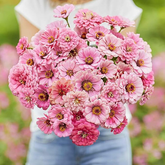 Eden Brothers Zinnia Seeds - Miss Willmott, Non-GMO Seeds for Planting, 1 oz | Low-Maintenance Flower Seeds, Plant During Spring, Zones 3, 4, 5, 6, 7, 8, 9, 10