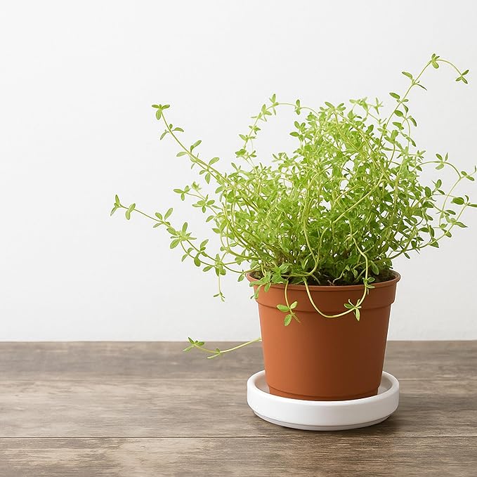 D'vine Dev Modern Round 3.7 Inch Ceramic Plant Pot Saucer, Planter Pot Drainage Tray for Indoor Plants, Set of 4, Matte White, 97-T-A-11