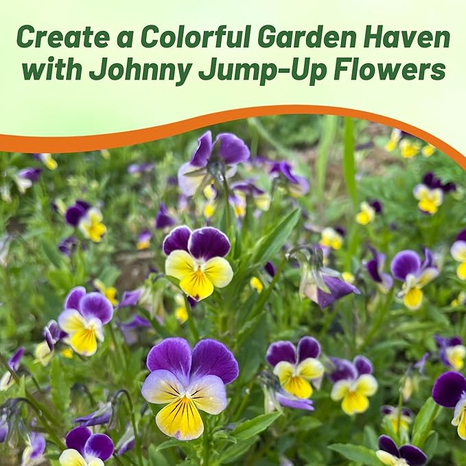 Outsidepride Johnny Jump Up Viola Wild Flower Seeds - 1/2 lb Easy-to-Grow, Compact & Hardy Perennial Seeds for Planting Outdoors, Ideal for Pollinators, Garden Beds, Containers, & Hanging Baskets