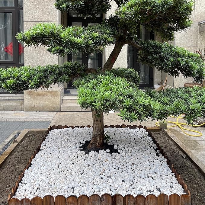 5 lbs White Pebbles for Indoor Plants, 0.5-1 Inch Pea Gravel Stones for Planters, Decorative River Rocks for Succulent, Cactus, Vases, Aquariums, Crafting and Garden Landscaping