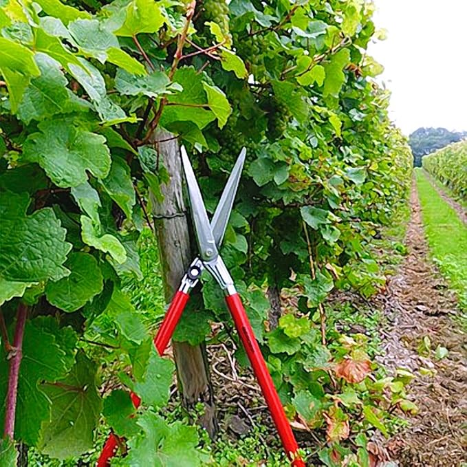 Berger vine leave shear 4440 with self-sharpening blades, hedge shear with damper, length 80 cm