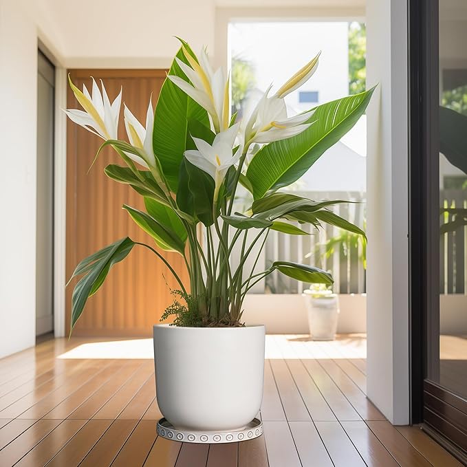 Plant Saucer for Indoors - Ceramic Plant Saucer for Outdoors 11.4 Inch Plant Water Catcher Tray Plant Pot Saucer Plant Drip Tray Drainage Large Plant Plates to Catch Water White