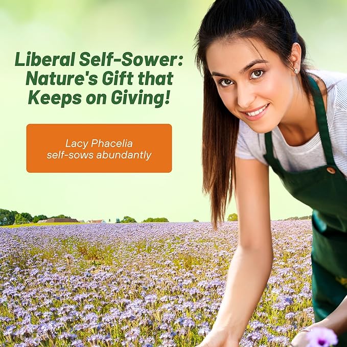 Outsidepride Lacy Phacelia Seeds for Planting - 1/4 Lb Annual, Drought-Tolerant Wildflower Seeds with Light Violet Flowers, Ideal for Pollinator Gardens, Erosion Control, & Attracts Bees & Butterflies