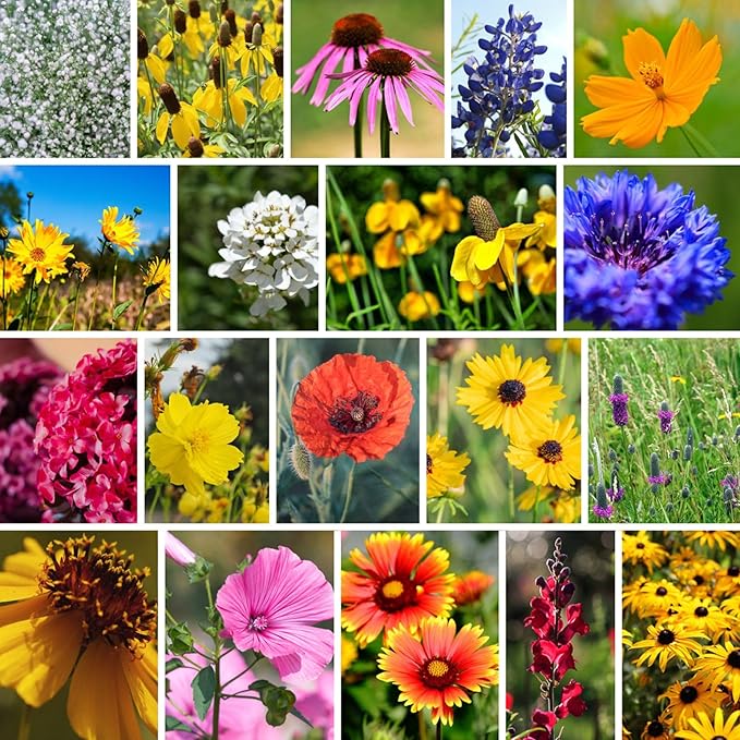 Bulk Wildflower Seeds for Texas and Oklahoma – 1/4 LB (~160,000 Seeds) – Non-GMO Mix of Annuals & Perennials – Native Flowers for Pollinators, Bouquets, Landscaping