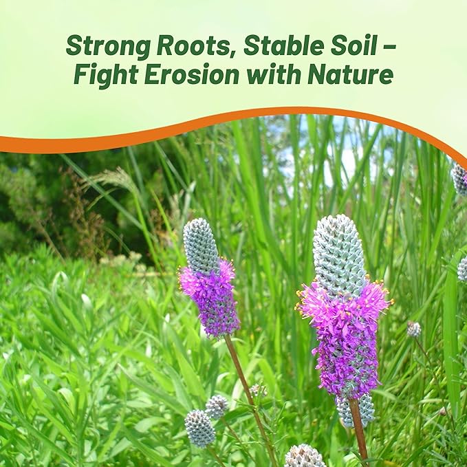 Outsidepride Purple Prairie Clover Seeds - 1/4 lb. Perennial Seeds for Planting, Easy to Grow, Drought & Heat Tolerant, High Protein Forage for Livestock, Ideal for Meadow Gardens, & Xeriscaping