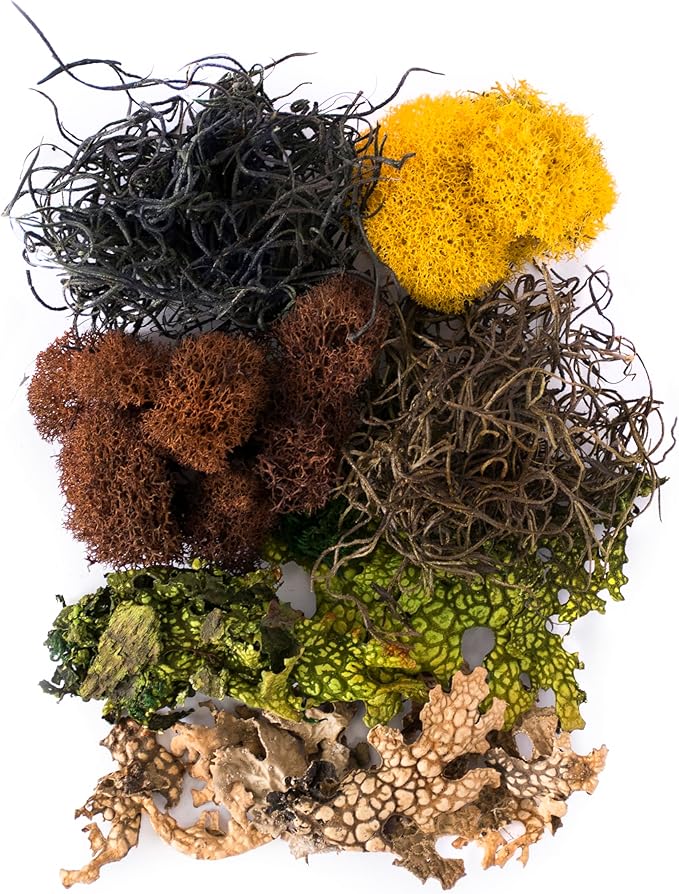 SuperMoss (23302) Moss Mix – Premium Decorative Moss for Crafts, Terrariums, Wedding & Table Décor, 80.75 Cubic inches (Approx. 2 oz), Vermont